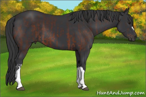 Horse Color:Brown  and Black 
