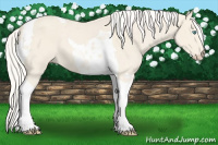 Horse Color:Cremello Mushroom Tobiano