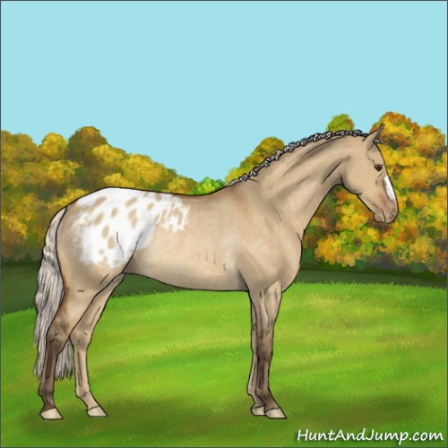 Horse Color:Silver Buckskin Dun Appaloosa Rabicano 