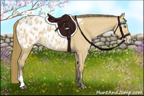 Horse Color:Buckskin Dun Appaloosa 