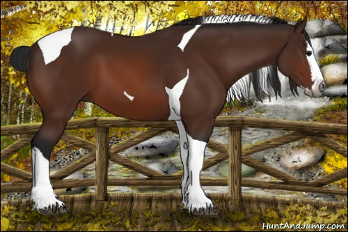 Horse Color:Gray Bay Splash Tobiano 