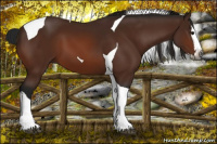 Horse Color:Gray Bay Splash Tobiano