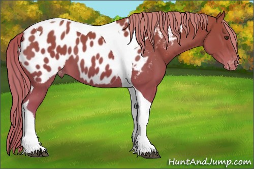 Horse Color:Chestnut Tobiano Appaloosa 