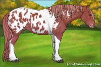 Horse Color:Chestnut Tobiano Near Leopard 