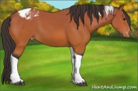 Horse Color:Bay Tobiano Appaloosa 