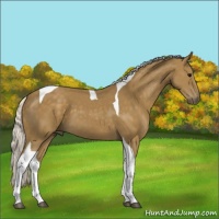 Horse Color:Silver Smoky Black Tobiano 