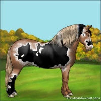 Horse Color:Chestnut Frame Rabicano 