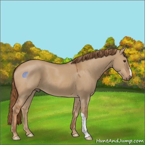 Horse Color:Red Dun 