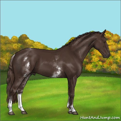 Horse Color:White Spotted Liver Chestnut Sabino 