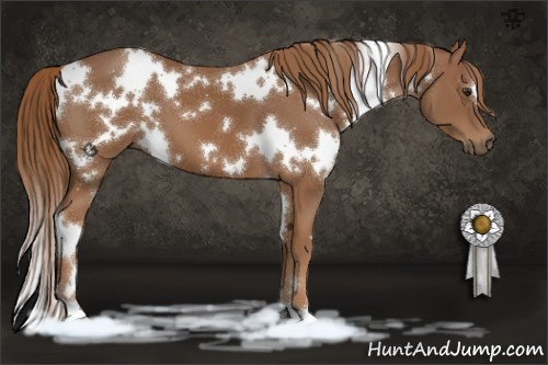 Horse Color:White Spotted Chestnut 