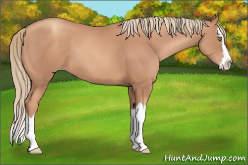 Horse Color:Gold Champagne Splash