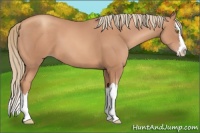 Horse Color:Gold Champagne Splash 