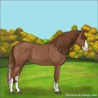 Horse Color:Red Roan Splash 