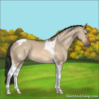 Horse Color:Bay Dun Tobiano
