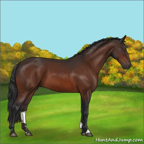 Horse Color:Bay Sabino 