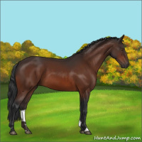 Horse Color:Bay Sabino