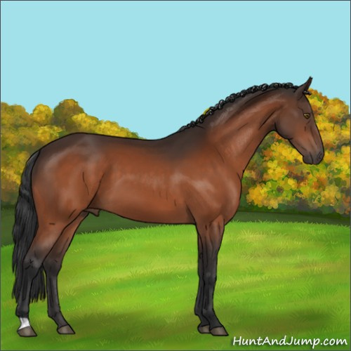 Horse Color:Brown 