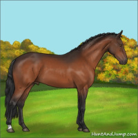 Horse Color:Brown 