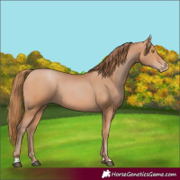 Horse Color:Bay Pearl 
