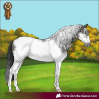 Horse Color:Grullo Sabino Tobiano Frame 