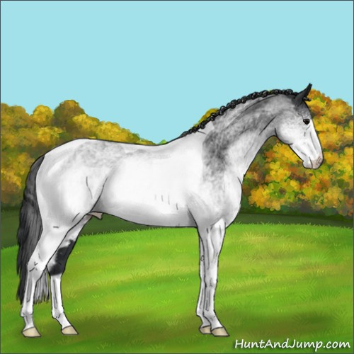 Horse Color:White Spotted Black Tobiano 