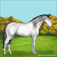 Horse Color:White Spotted Black Tobiano