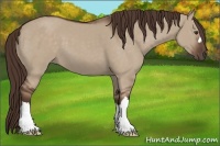 Horse Color:Liver Red Dun 