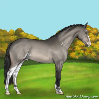 Horse Color:Brown Dun Sabino 