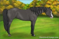Horse Color:Black Splash 