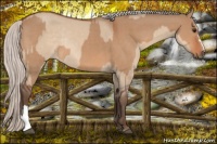Horse Color:Silver Bay Dun  and Silver Bay Dun Rabicano 