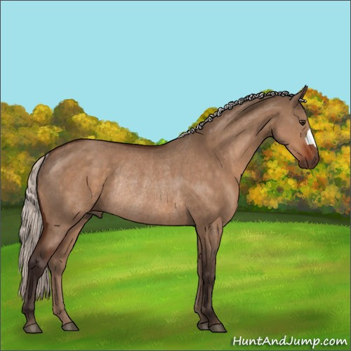 Horse Color:Silver Brown Dun Rabicano 