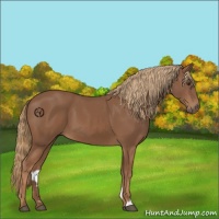 Horse Color:Chestnut 