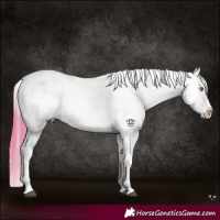 Horse Color:White Spotted Buckskin Tobiano Blanket 