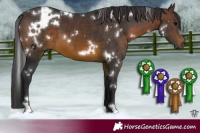 Horse Color:White Spotted Brown 