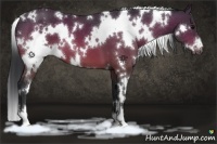 Horse Color:White Spotted Bay Appaloosa 