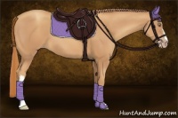 Horse Color:Gold Champagne 