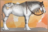 Horse Color:White Spotted Chocolate Palomino Appaloosa