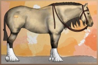 Horse Color:Buckskin Dun 