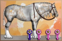 Horse Color:Cremello Tobiano Appaloosa