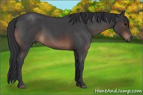 Horse Color:Brown Roan 