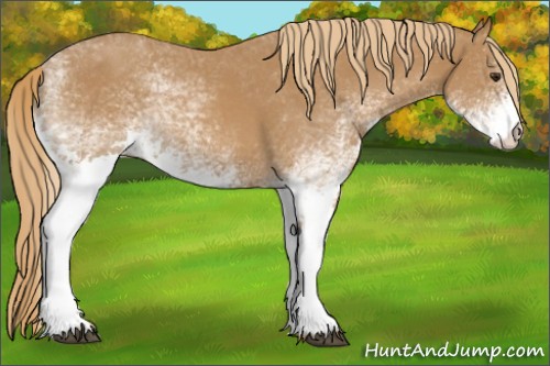 Horse Color:White Spotted Chestnut