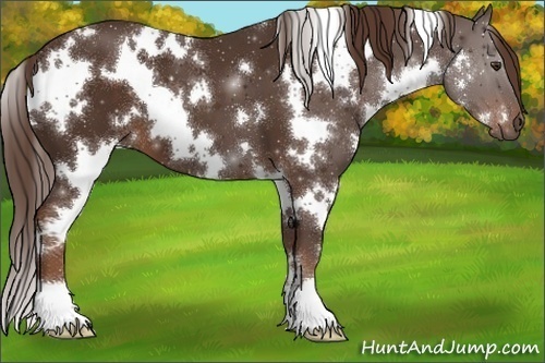 Horse Color:White Spotted Liver Chestnut 