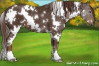 Horse Color:White Spotted Liver Chestnut 