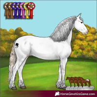 Horse Color:Red Dun Near Leopard 