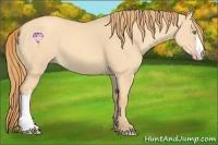 Horse Color:Gold Champagne Dun