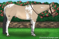 Horse Color:Bay Dun Tobiano 