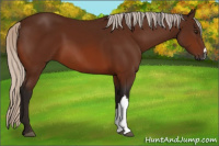 Horse Color:Gray Silver Bay