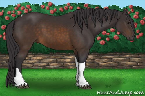 Horse Color:Buckskin Tobiano
