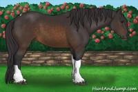 Horse Color:Buckskin Tobiano