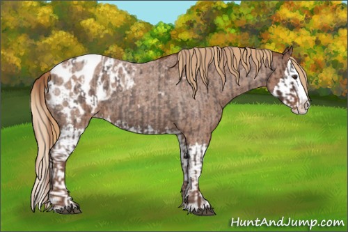 Horse Color:Liver Red Roan Sabino Splash Appaloosa  and Red Roan Sabino Splash Appaloosa 